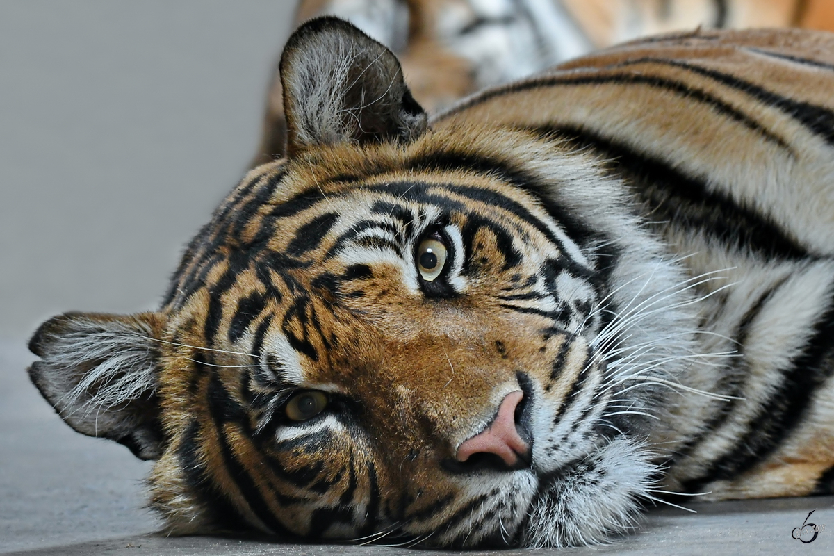 Alles fest im Blick hat dieser Sumatratiger. (Zoo Aalborg, Juni 2018)