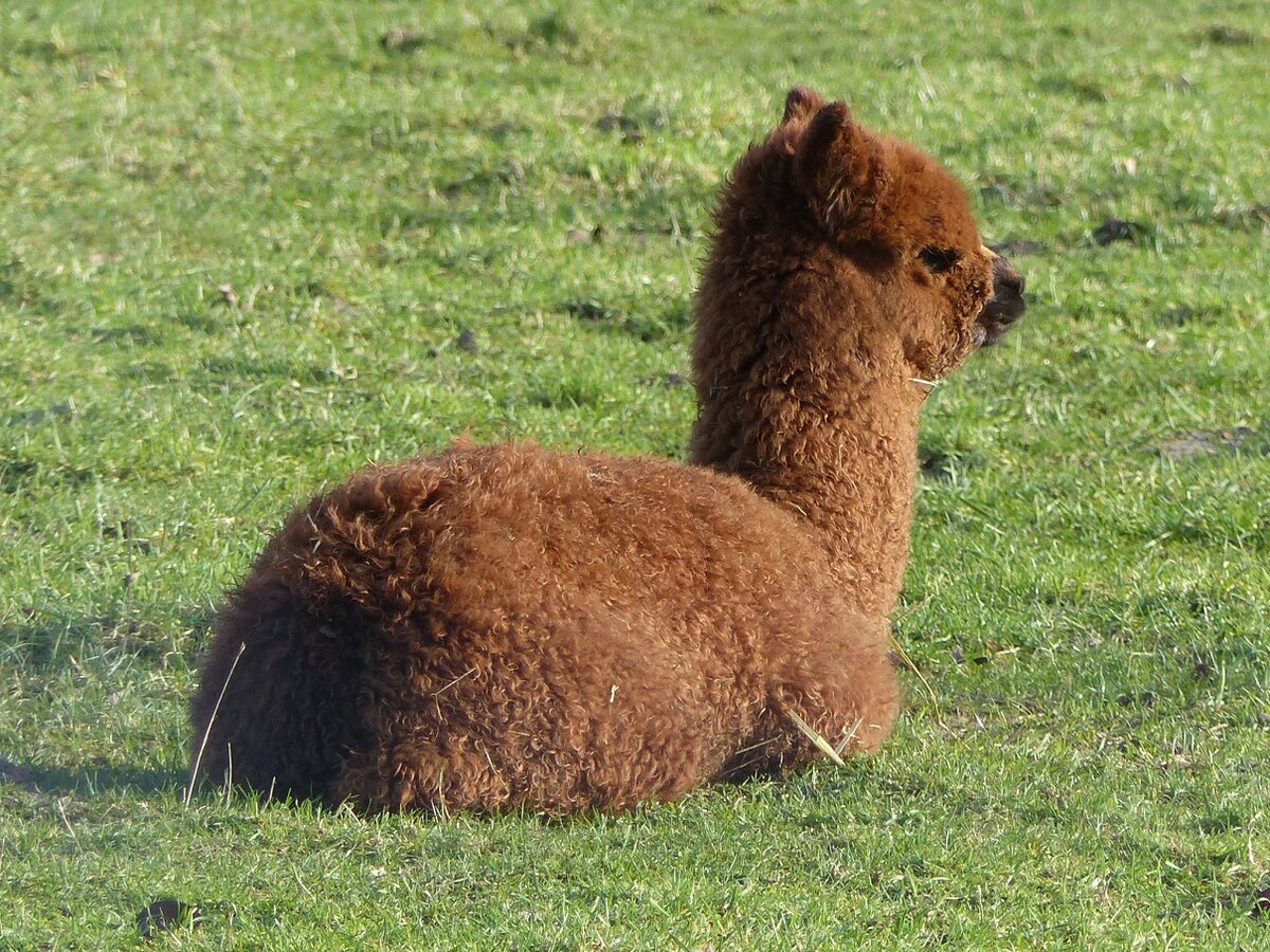 Alpaca in der Bauerschaft Vollenbrook bei Wettringen im Mnsterland, 07.02.2022