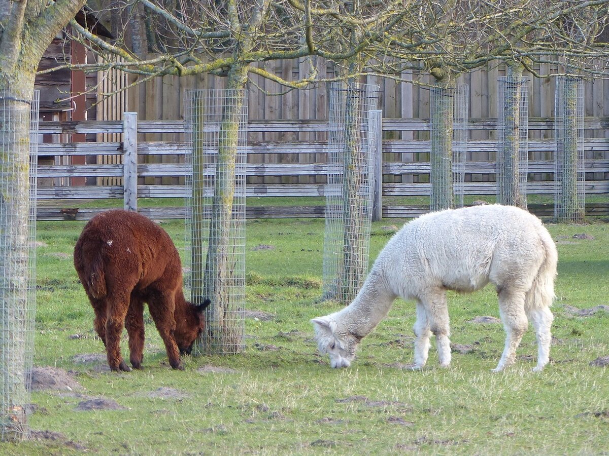 Alpacas in der Bauerschaft Vollenbrook bei Wettringen im Mnsterland, 07.02.2022