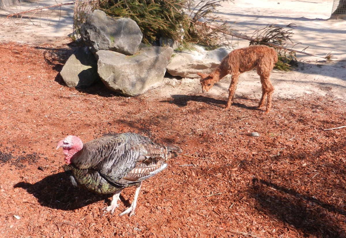 Alpaka Baby auf Entdeckungsreise in Knies Kinderzoo. Der Zoo ist ein zoologischer Garten in Rapperswil-Jona, Schweiz, der 1962 erffnet wurde. Er gehrt zum schweizerischen Traditionszirkus Knie - 20.03.2014