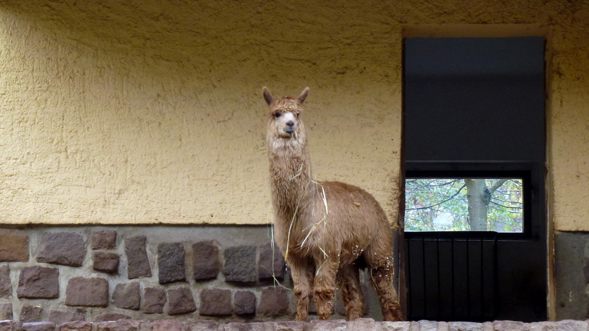 Alpaka in Waldzoo Gera. Foto 08.11.13