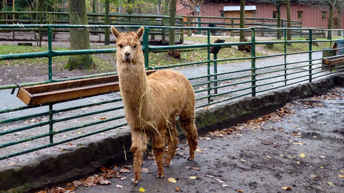 Alpaka in Waldzoo Gera. Foto 08.11.13