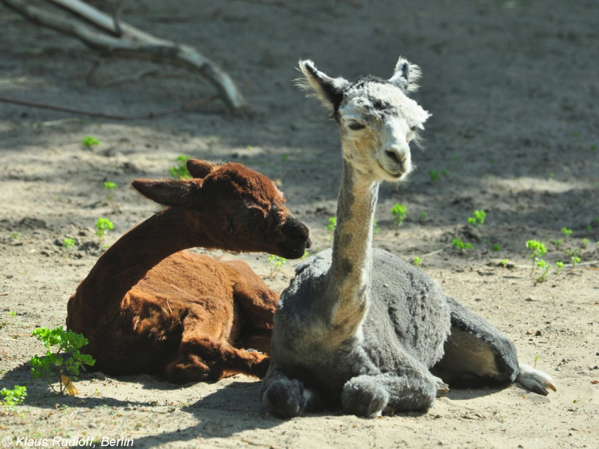 Alpakas (Lama guanicoe f. pacos) im Zoo Berlin (Juli 2015).