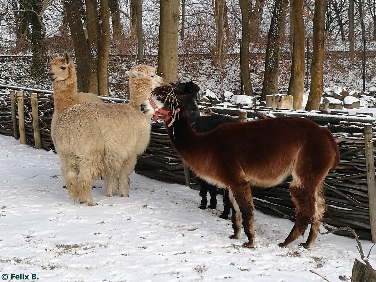 Alpakas im Tierpark Greifswald am 08.01.2017