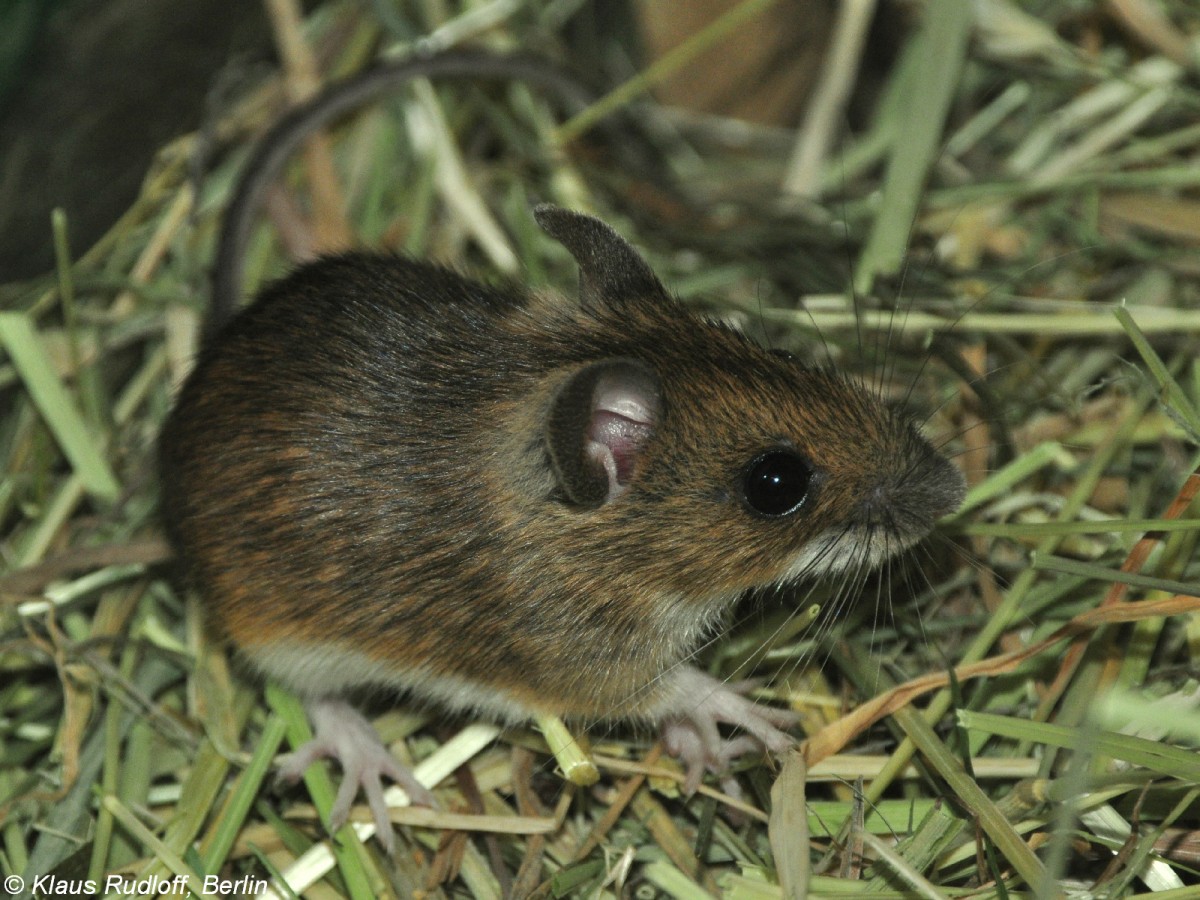 Alpen-Waldmaus (Apodemus alpicola) im Zoo und Botanischen Garten Pilsen (Plzen, Juni 2015.