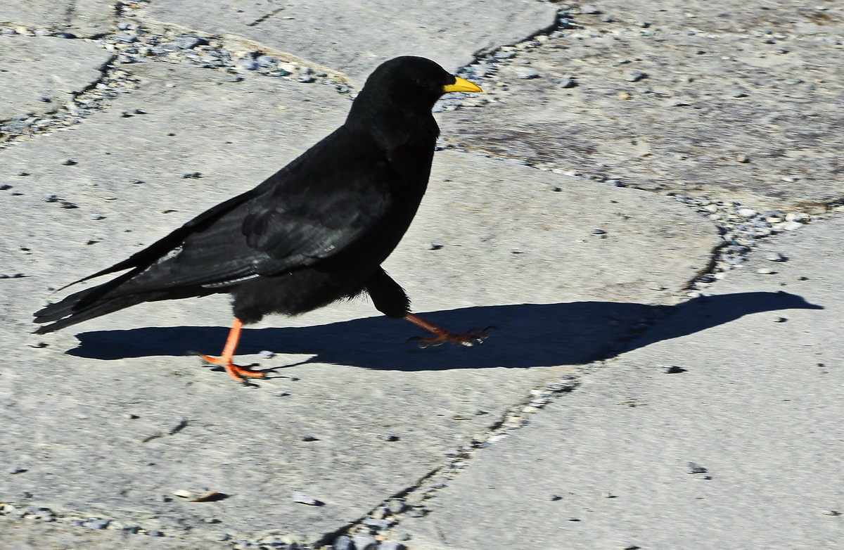 Alpendohle mit Schatten in der Sonne am 14. Oktober 2019 auf den Gornergrat, ein Berggrat auf einer Hhe von 3135 m . M.