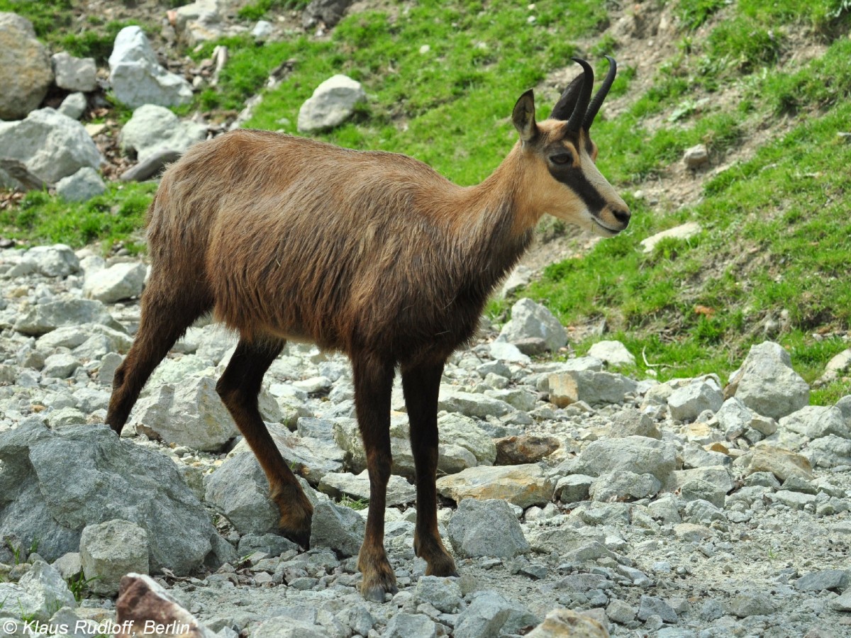 Alpengemse (Rupicapra rupicapra rupicapra) im Zoo Hluboka / Tschechien.