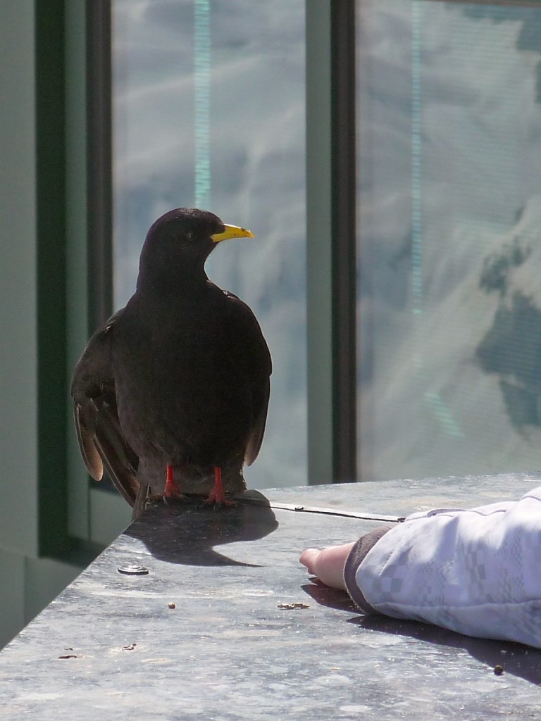 Alpenkrhe auf dem Sass Pordoi, 21.3.14