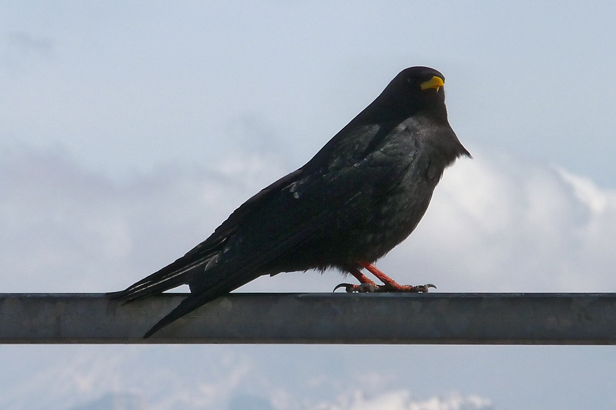 Alpenkrhe auf dem Sass Pordoi, 21.3.14