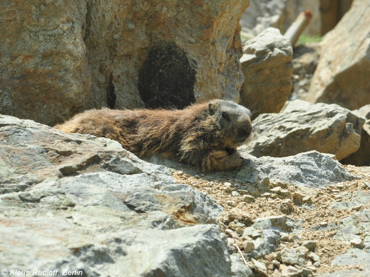 Alpenmurmeltier (Marmota marmota marmota) im Zoo Hluboka / Tschechien.