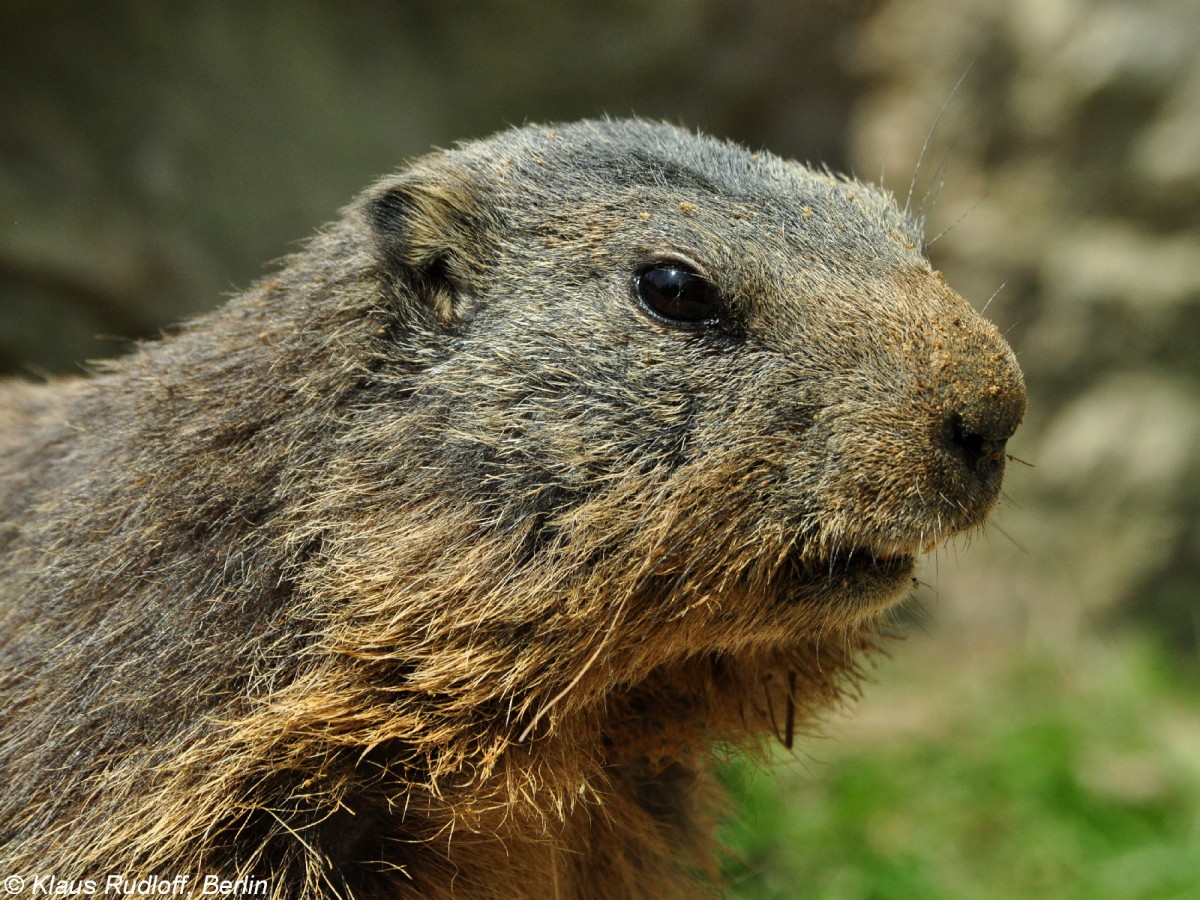 Alpenmurmeltier (Marmota marmota marmota) im Zoo Hluboka / Tschechien.