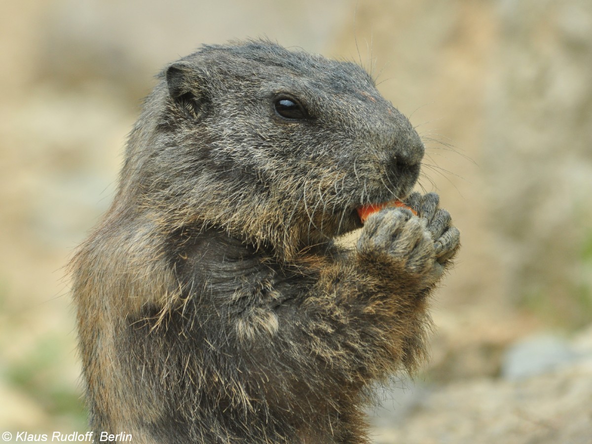 Alpenmurmeltier (Marmota marmota marmota) im Zoo Hluboka / Tschechien.