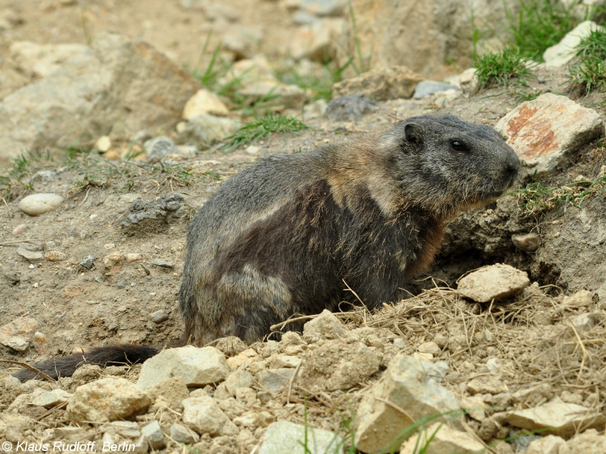 Alpenmurmeltier (Marmota marmota marmota) im Zoo Hluboka / Tschechien. Tier im Fellwechsel.