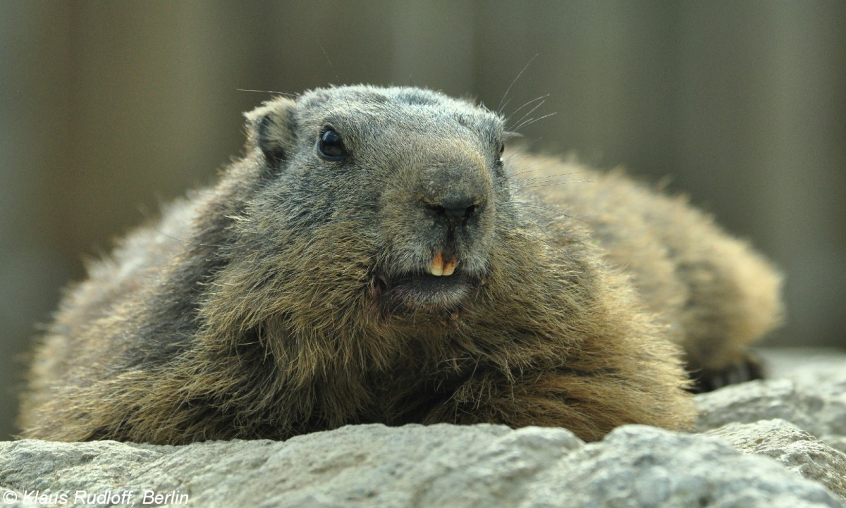 Alpenmurmeltier (Marmota marmota marmota) im Zoo Hluboka / Tschechien.