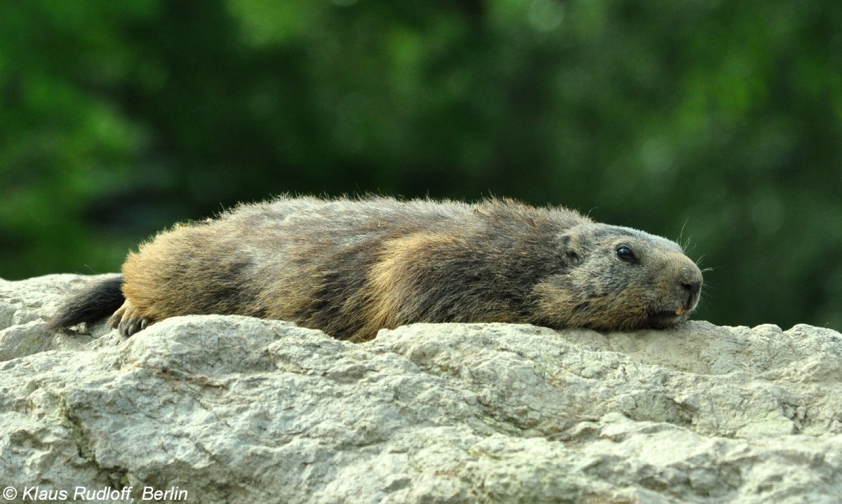 Alpenmurmeltier (Marmota marmota marmota) im Zoo Hluboka / Tschechien.