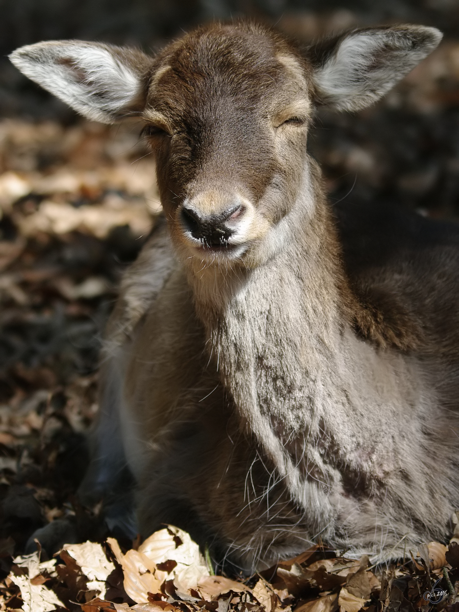 Als Damhirsch in einem abgeschotteten Gehege hat man ein entspanntes Leben. (April 2009)