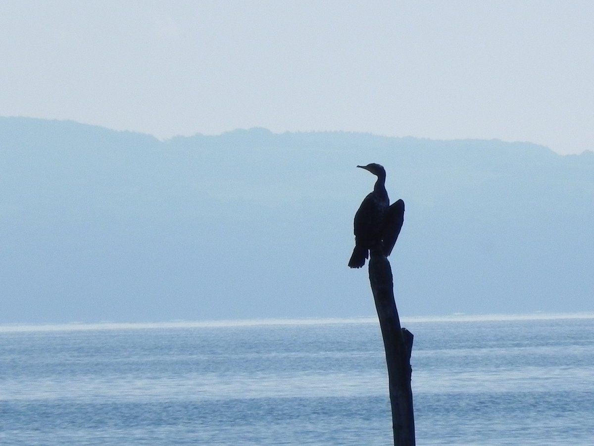 Als Kormoran ist man manchmal ziemlich alleine.
Im Fischerdorf VITT auf RGEN am 21.09.2020.