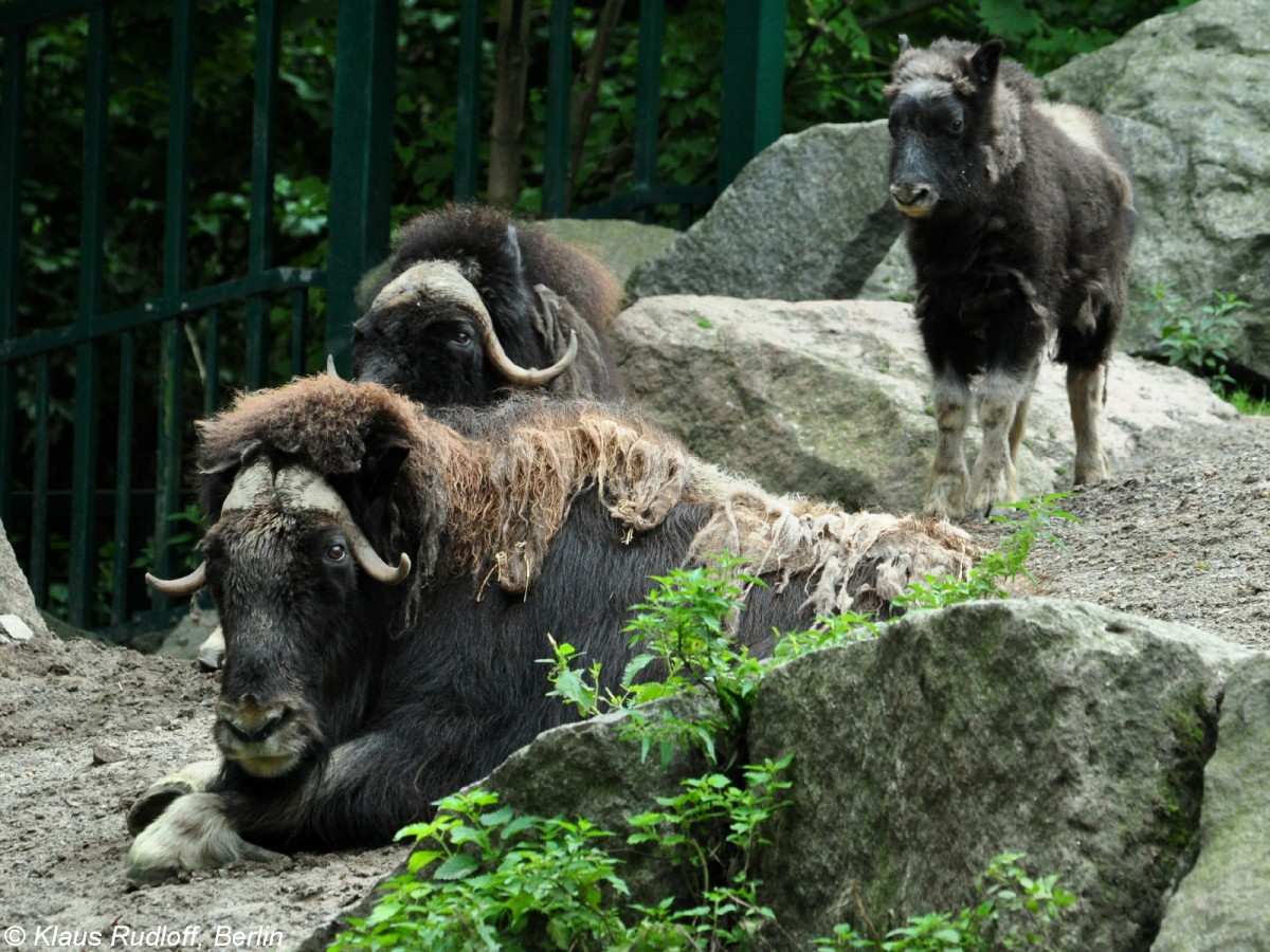 Alska-Moschusochsen (Ovibos moschatus moschatus). Weibchen und JUngtier im Tierpark Berlin.