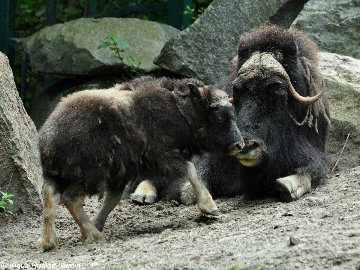 Alska-Moschusochsen (Ovibos moschatus moschatus). Weibchen und JUngtier im Tierpark Berlin.