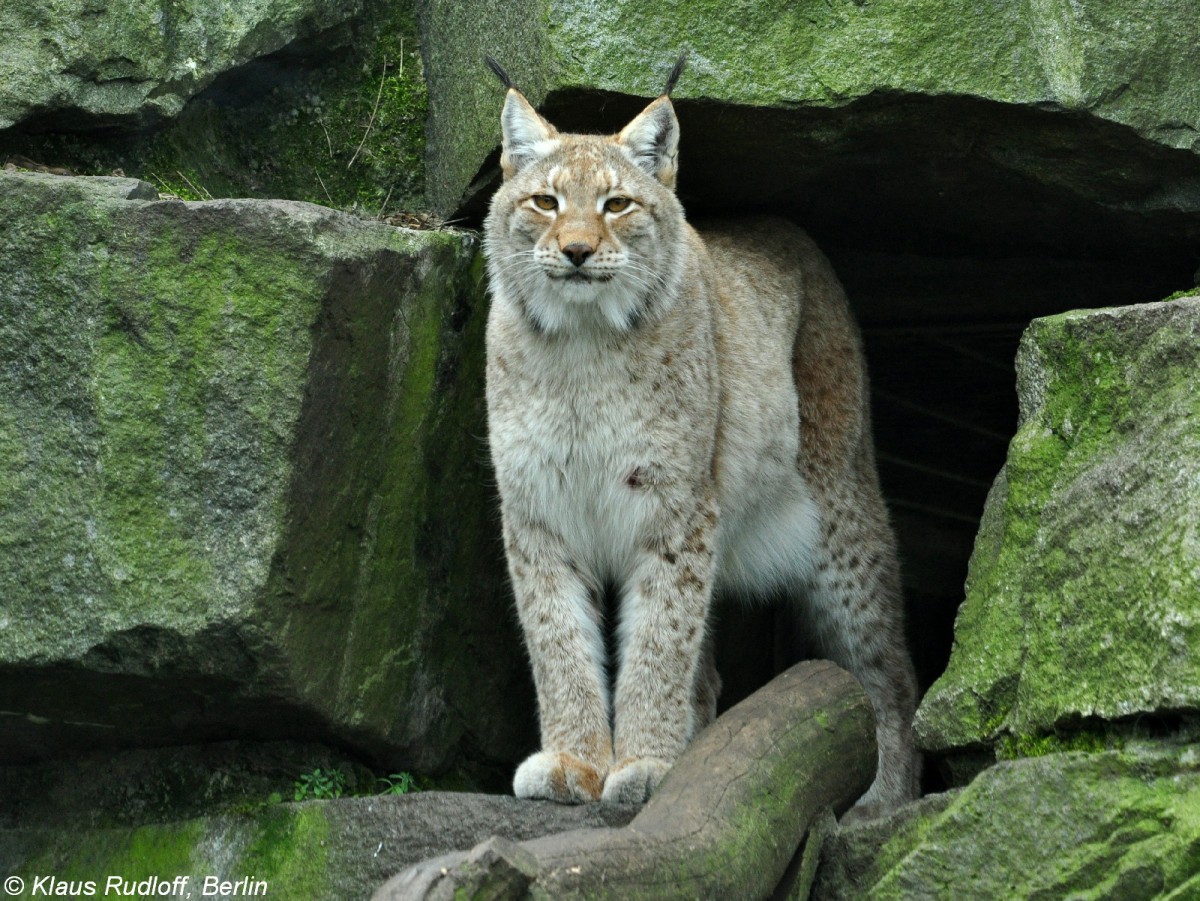 Altai-Luchs (Lynx lynx wardi = syn. isabellinus) im Tierpark Berlin