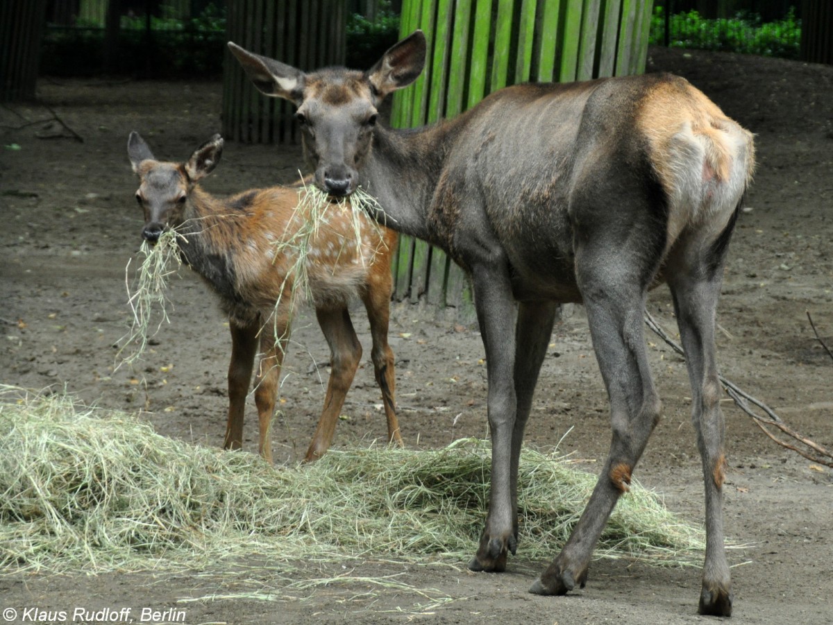 Altai-Maral (Cervus elaphus sibiricus oder Cervus canadensis sibiricus). Weibchen mit Jungtier im Tierpark Berlin (August 2015).