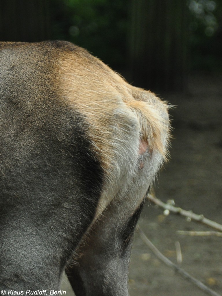 Altai-Maral (Cervus elaphus sibiricus oder Cervus canadensis sibiricus). Detail Schwanzumgebung ( Spiegel ) eines Weibchens im Tierpark Berlin (August 2015).