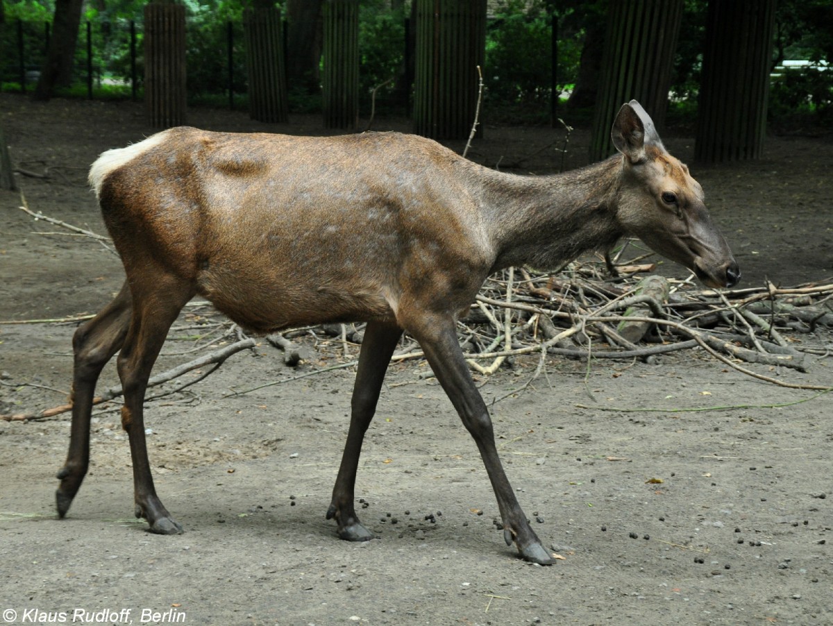 Altai-Maral (Cervus elaphus sibiricus oder Cervus canadensis sibiricus). Weibchen im Tierpark Berlin (August 2015).