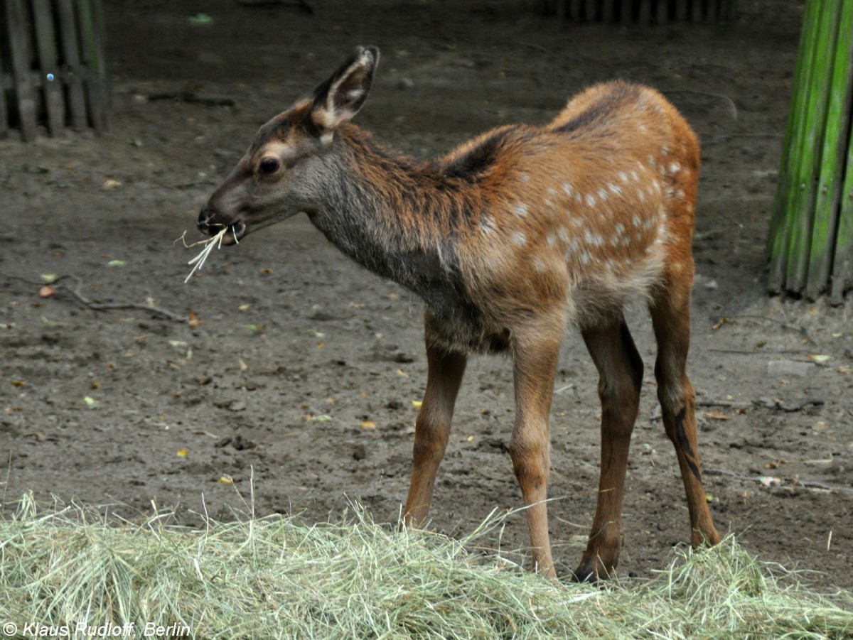 Altai-Maral (Cervus elaphus sibiricus oder Cervus canadensis sibiricus). Jungtier im Tierpark Berlin (August 2015).