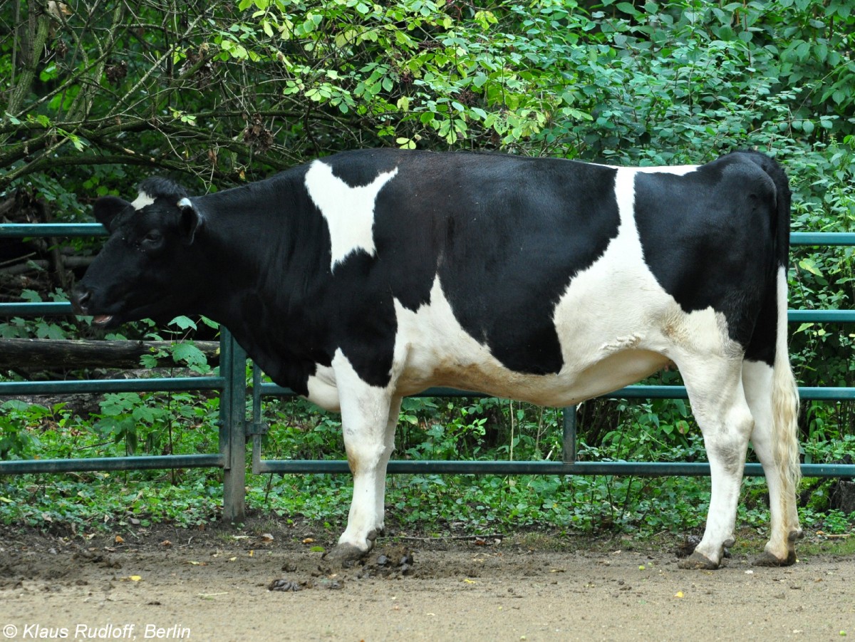 Altdeutsches Niederungsrind (Bos primigenius f. taurus) im Tierpark Cottbus (August 2015).