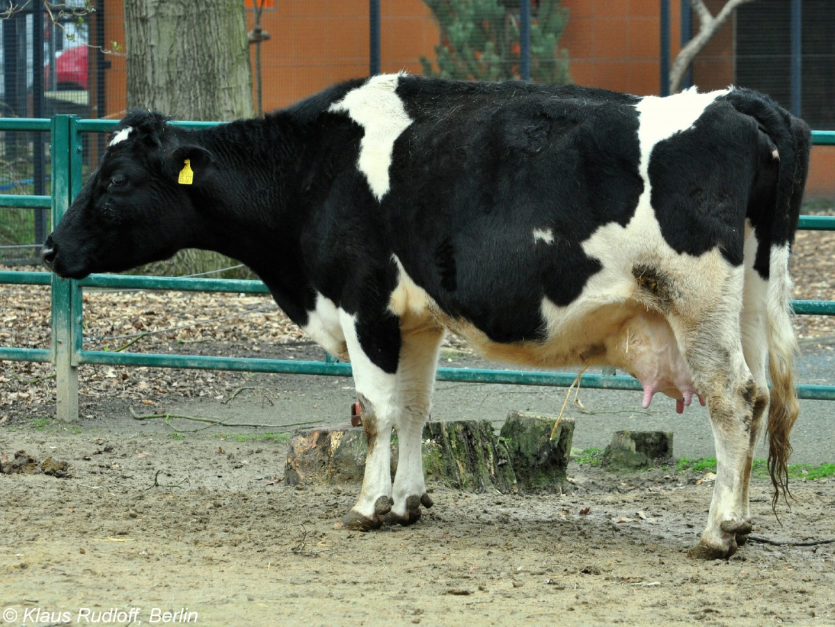 Altdeutsches Schwarzbuntes Niederungsrind (Bos primigenius f. taurus). Kuh im Tierpark Cottbus (April 2015).