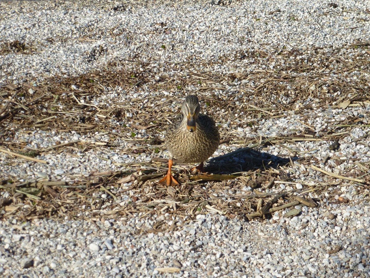 Am 01.04.2015 watschelte eine Ente am Strand des Gardasees entlang.