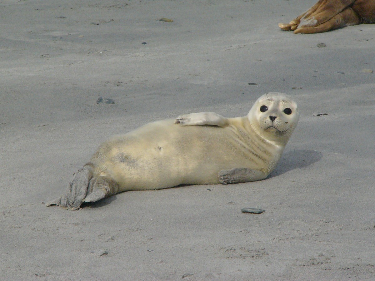 am 12.07.2007 lag dieses Robenbaby auf Helgoland am Strand
