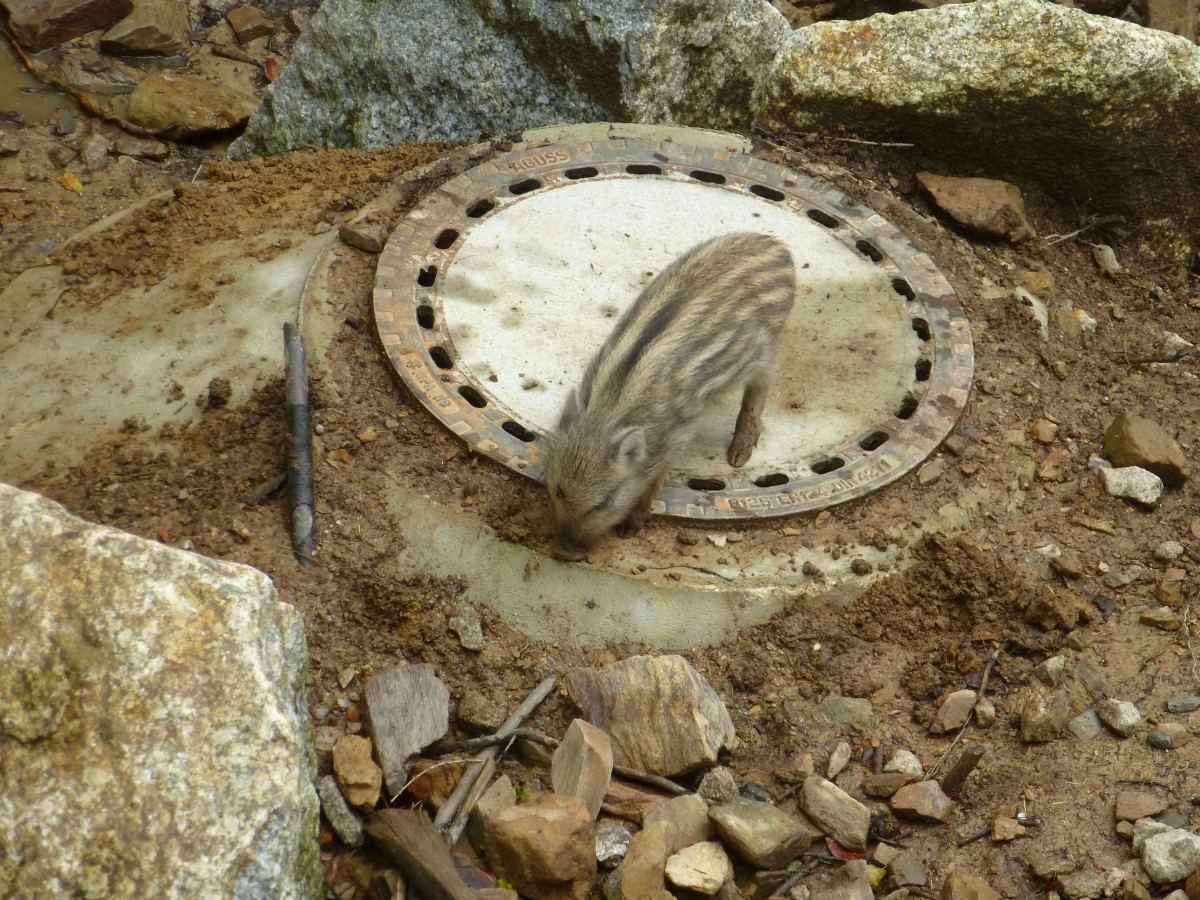 Am 14.08 2014 sitzt ein Frischling auf einem Gulli Deckel. Aufgenommen im Tiergehege in Mehlmeisel.