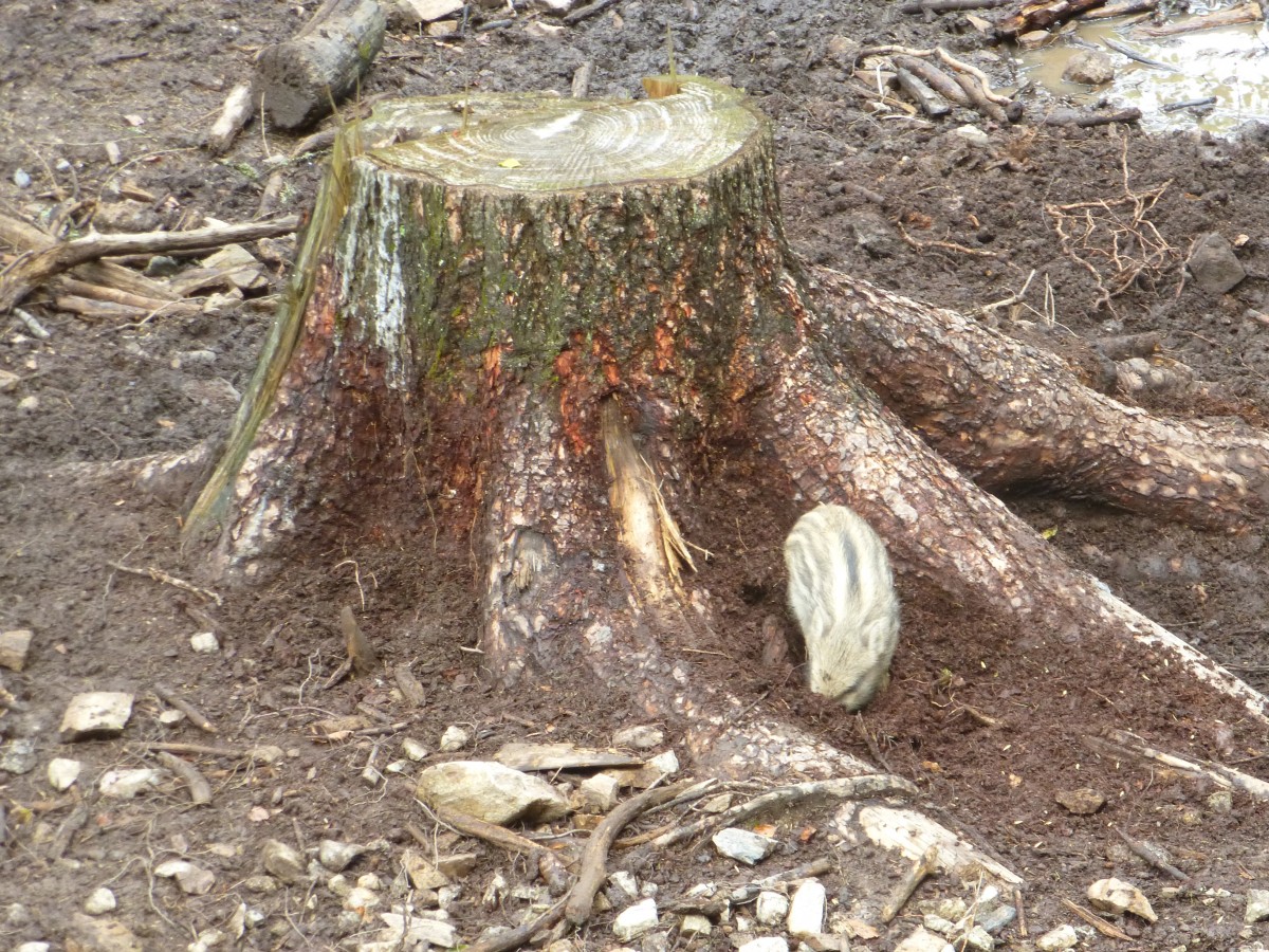 Am 14.08 2014 sitzt ein Frischling vor einem Baumstamm. Aufgenommen im Tiergehege in Mehlmeisel.
