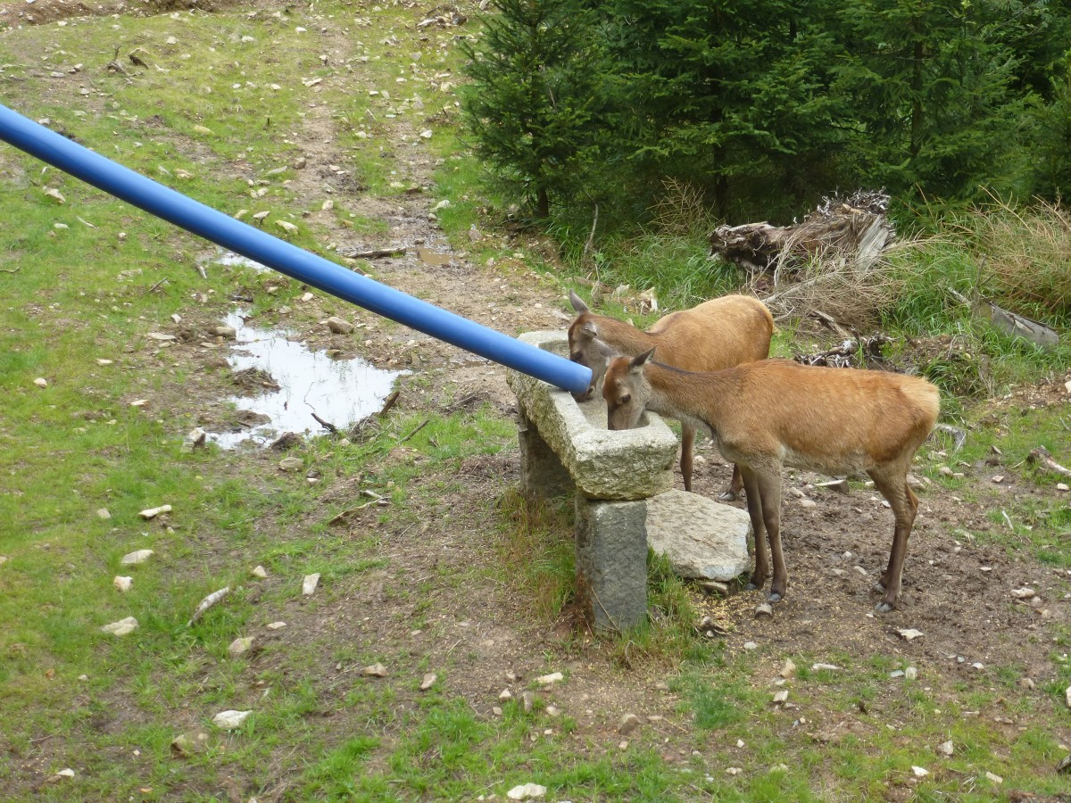 Am 14.08.2014 fressen zwei Rehe aus einem Trog.
Aufgenommen im Tiergehege in Mehlmeisel.