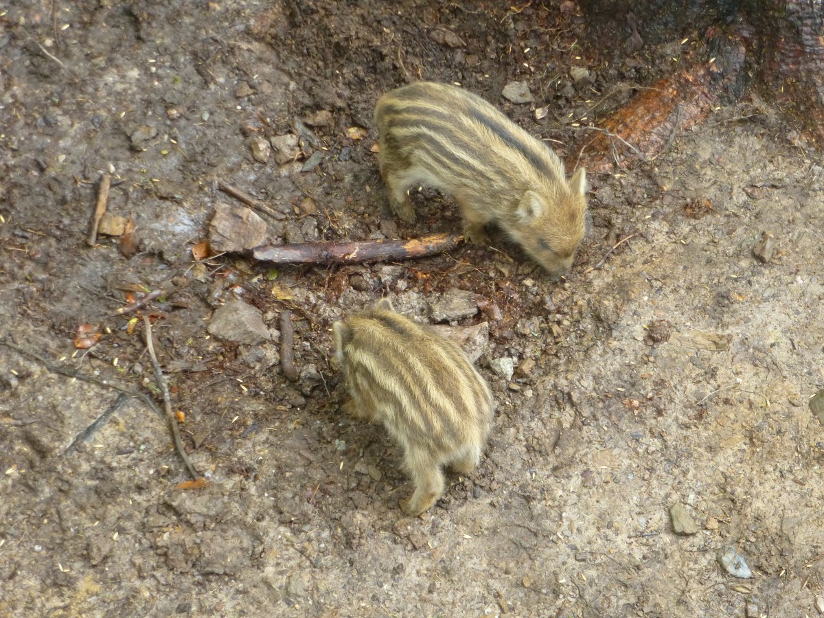 Am 14.08.2014 suchen zwei Frischlinge nach Essen. Aufgenommen im Tiergehege in Mehlmeisel.