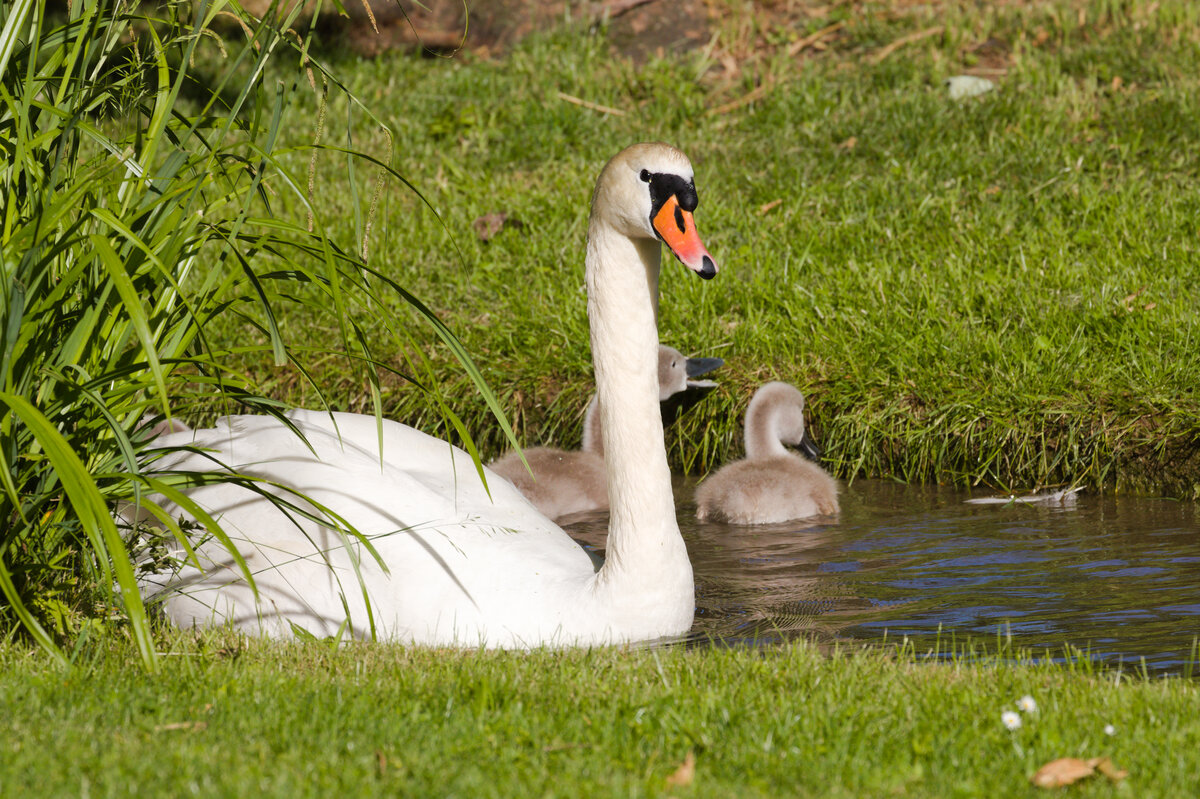 Am 30.05.2022 schwimmt ein Schwan hinter dem Schilfgrass im Nesenbach im Unteren Schlossgarten in Stuttgart hervor. Im Hintergrund ist ein Teil des Nachwuchses zu sehen. 