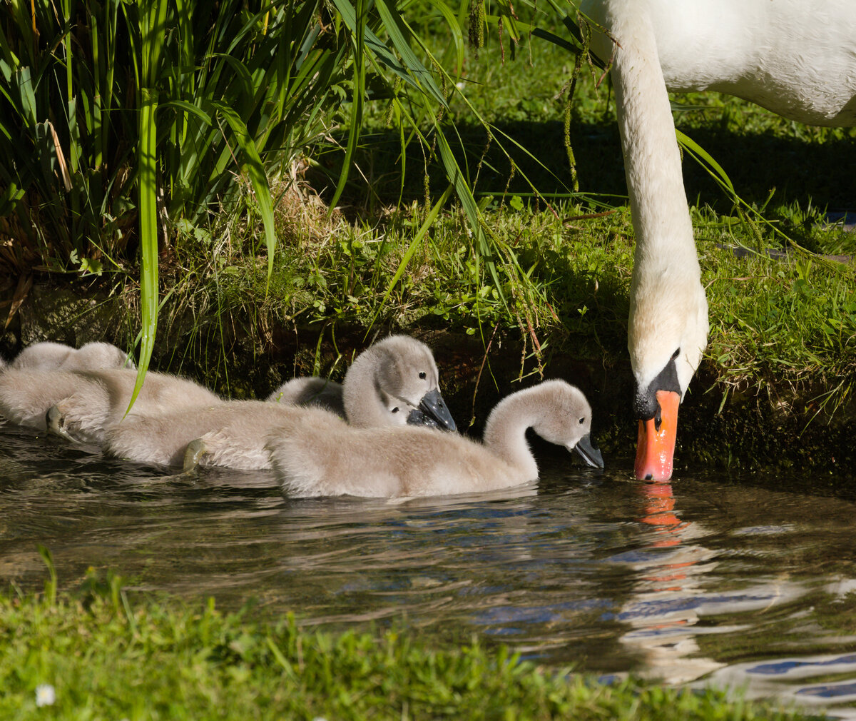 Am 30.05.2022 stillt ein Schwan seinen Durst im Nesenbach im Unteren Schlossgarten und wird whrenddessen von seinem neugierigen Nachwuchs beugt. 