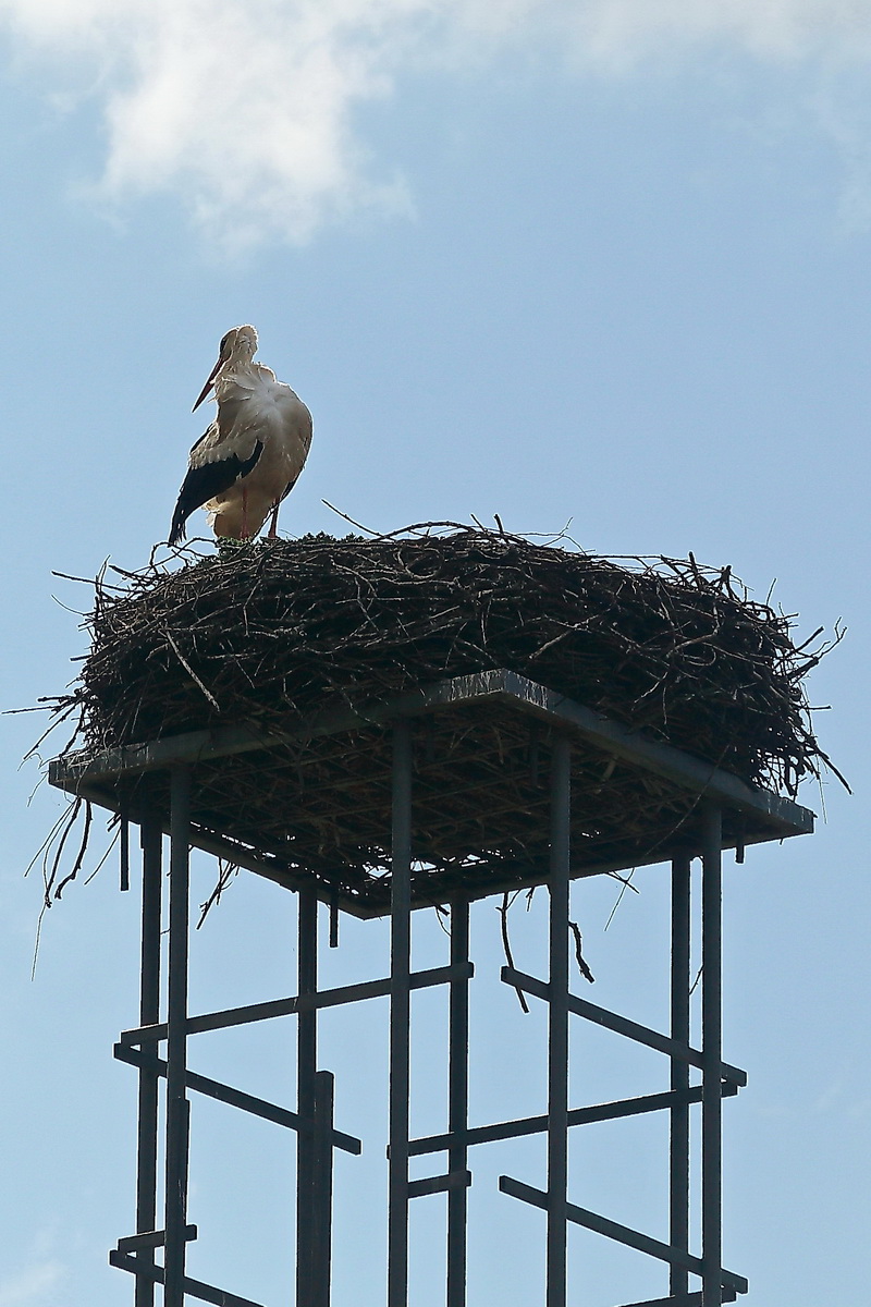 Am Rande vom sdlichen Berlin befindet sich der Ort Wamannsdorf (gehrt zu Schnefeld) mit seiner Dorfkirche Wamannsdorf. Hier steht auch neben dieser Dorfkirche an einem Teich ein Schornstein, wo auch in diesem Jahr der Storch eingetroffen ist. Gesehen am 19. April 2022.