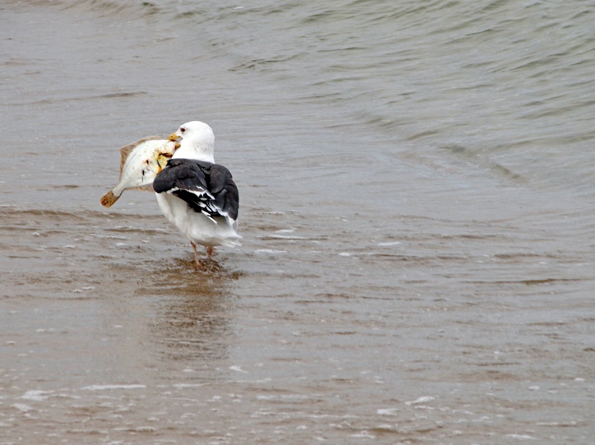 Am Strand von Göhren hat diese Möwe eine Flunder erbeutet. (29.September 2012)