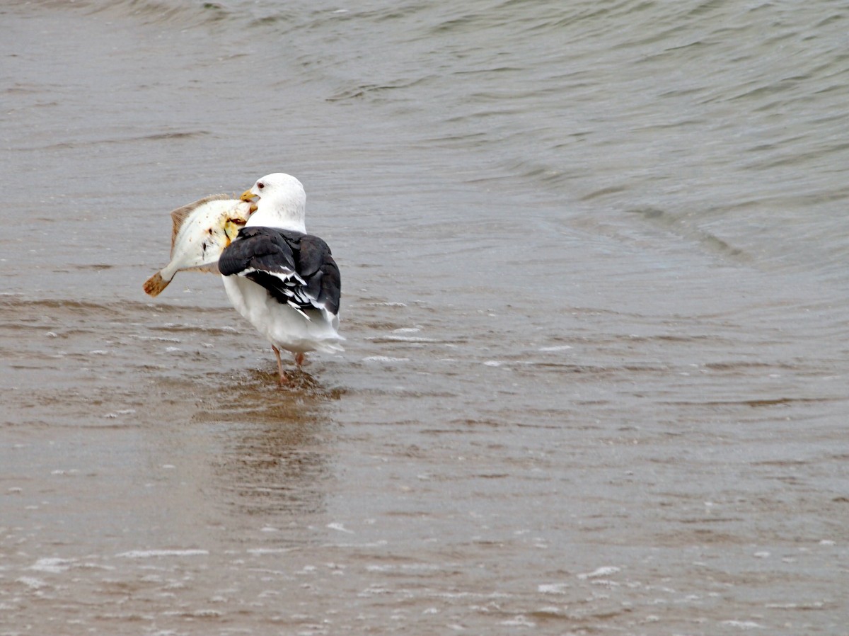 Am Strand von Ghren hat diese Mwe eine Flunder erbeutet. (29.September 2012)