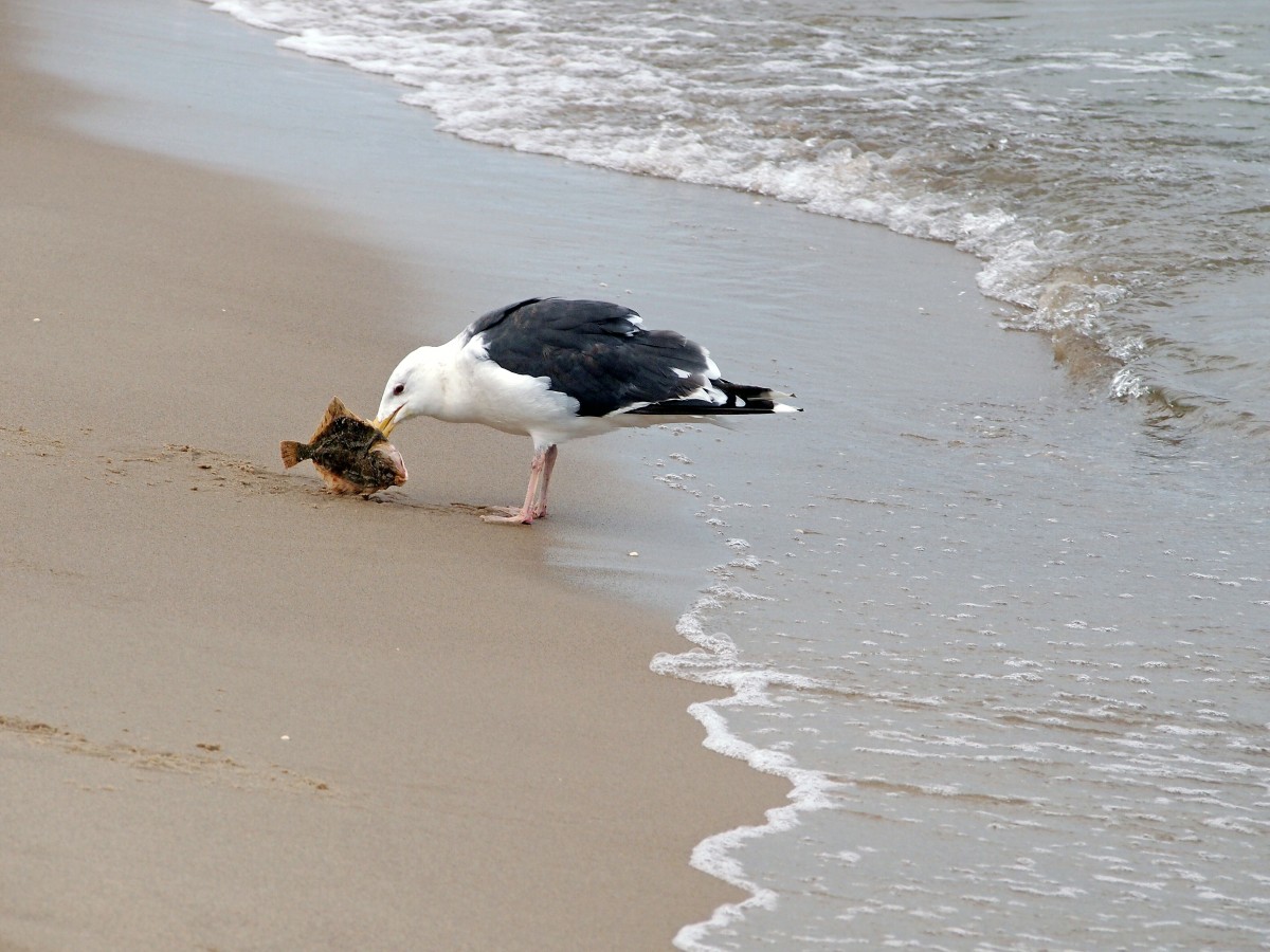 Am Strand von Ghren hat diese Mwe eine Flunder erbeutet. (29.September 2012)