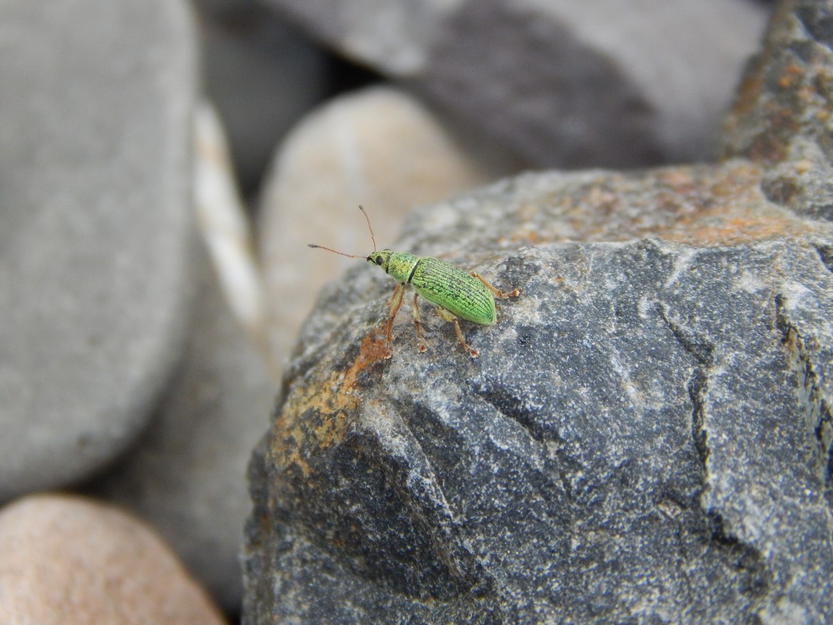 Am Ufer des Rheins entdeckte ich diesen kleinen grnen Krabbler. 

Bad Honnef 12.05.2015