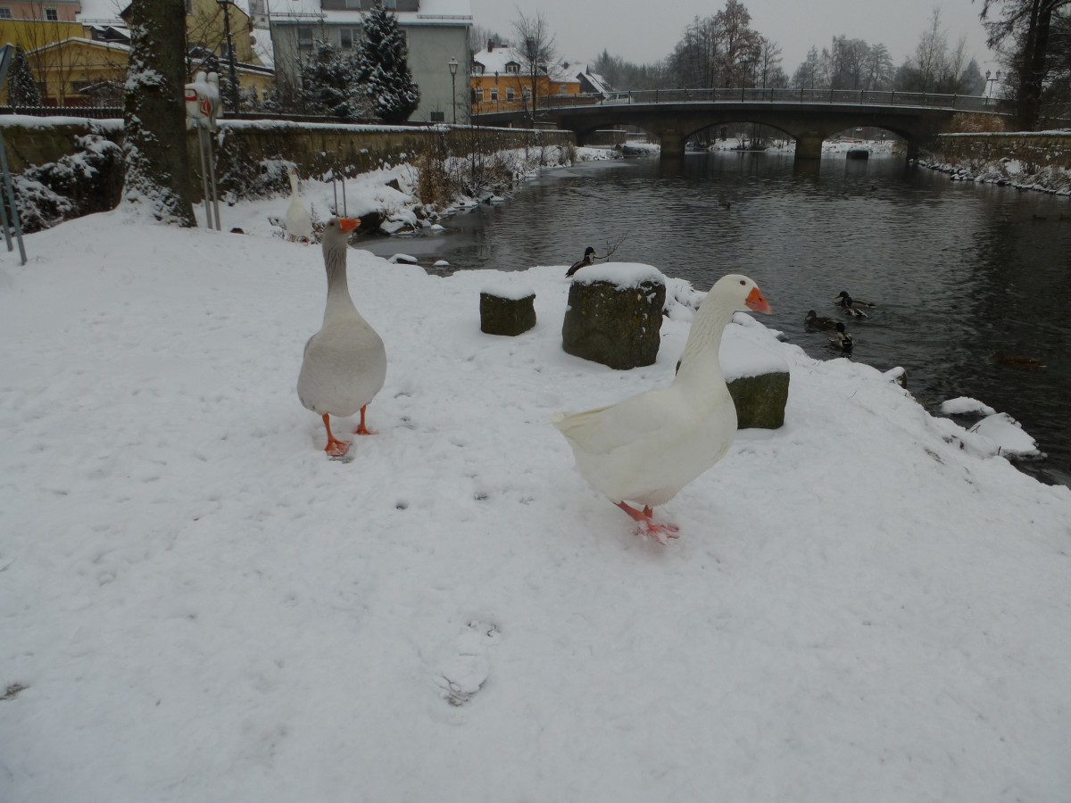 Am verschneiten 26.01.2014 standen zwei Gänse am Saale Ufer in schwarzenbach an der Saale.