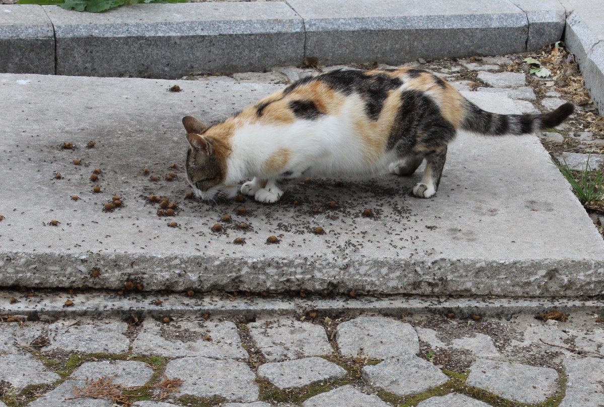  Ameisen sind eine Plage, wenn man etwas Essen gefunden hat , denkt wahrscheinlich diese Katze in Troja. Datum: 9. Mai 2014.
