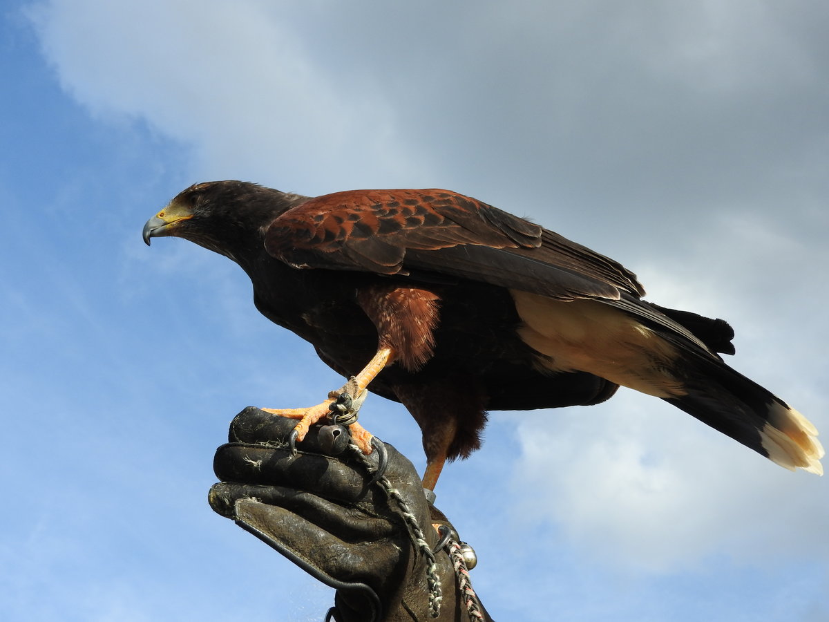 AMERIKANISCHER WSTENBUSSARD( HARRIS HAWK / PARABUTEO )IM TIERPARK NIEDERFISCHBACH
Herrliche Flugvorfhrungen von Greifvgeln durch den Tierpark-Falkner kann man regelmssig im Tierpark
NIEDERFISCHBACH/SIEGERLAND miterleben-hier,am 3.10.2018 ein amerikanischer WSTENBUSSARD aus
der Gattung  PARABUTEO ,d.h. dem Bussard hnlich,auf der Hand des Falkners-ein bildschnes Tier.....