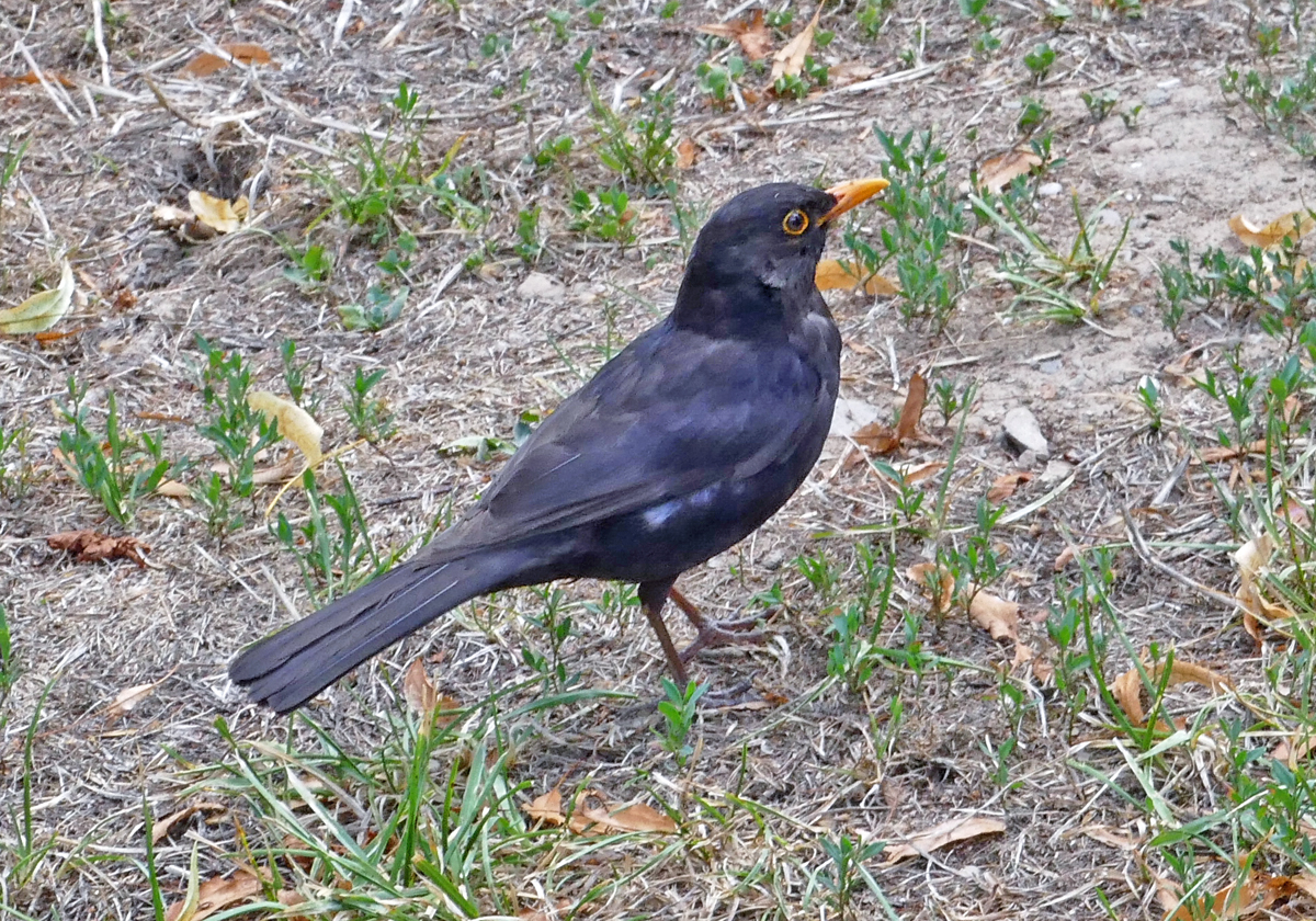 Amsel am Ahrufer in Bad Neuenahr - 12.07.2020