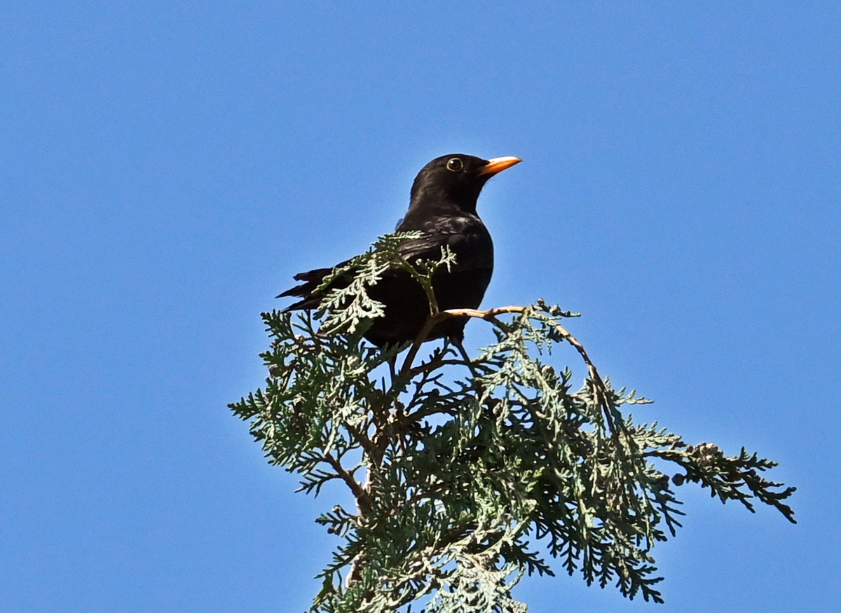 Amsel auf Baumspitze im Garten - 14.05.2022