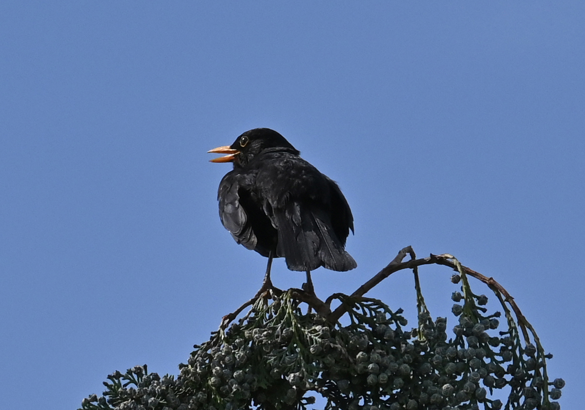 Amsel auf Baumspitze im Garten - 19.06.2023