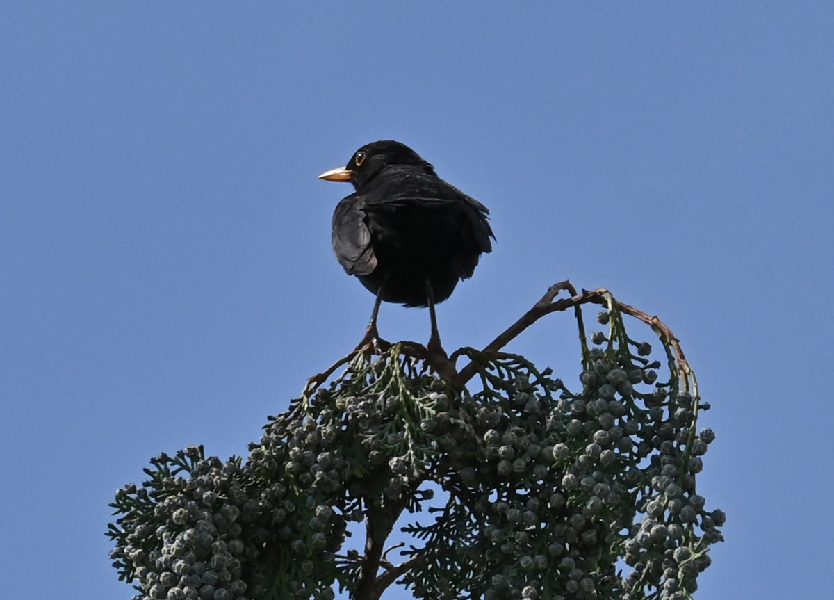 Amsel auf Baumspitze im Garten - 19.06.2023